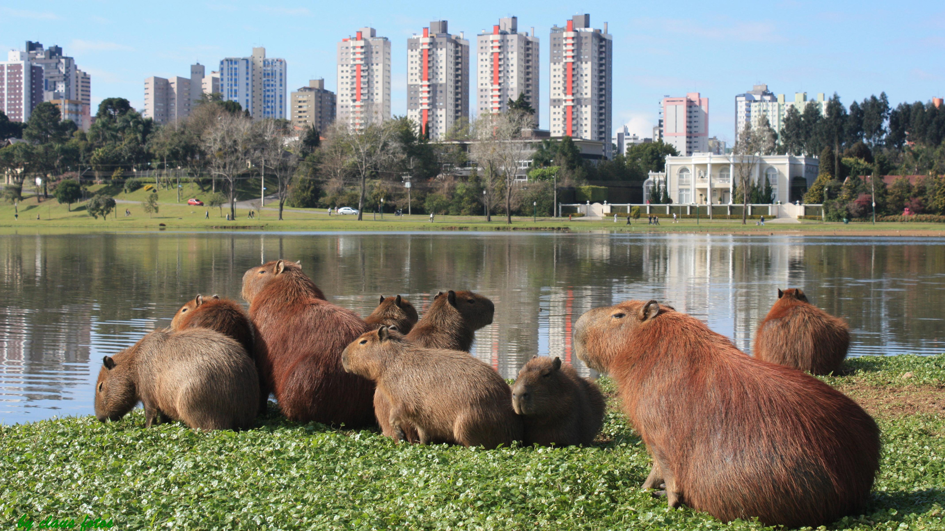 Capivaras, Memes e Prefeitura de Curitiba?